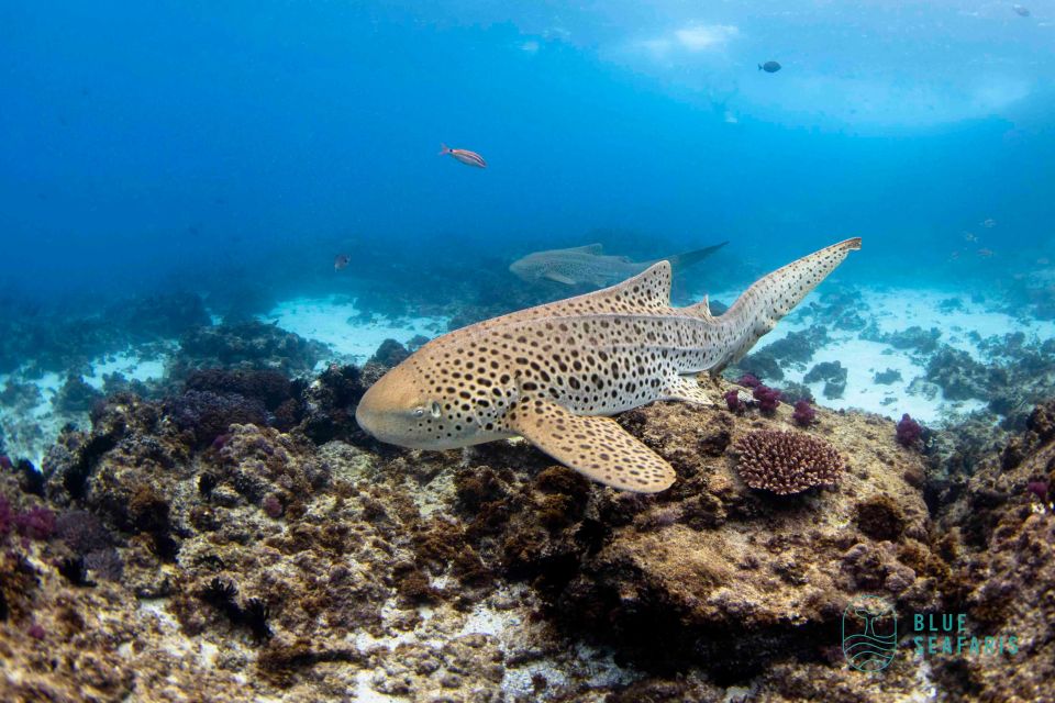 Byron Bay: Snorkelling Tour of Julian Rocks Nuthungulli - Activity Description