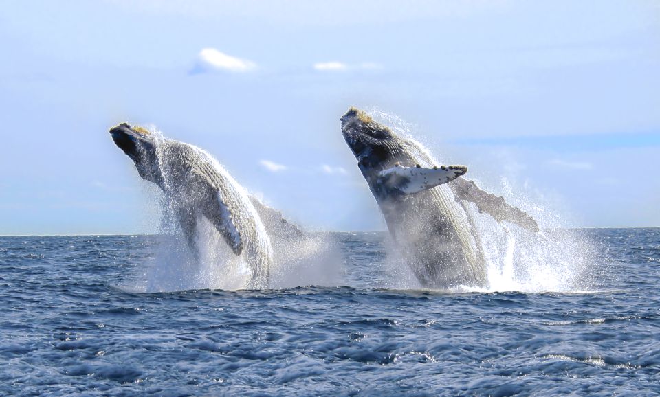 Cabo San Lucas: Luxury Catamaran Whale Watching Experience - Highlights of the Tour