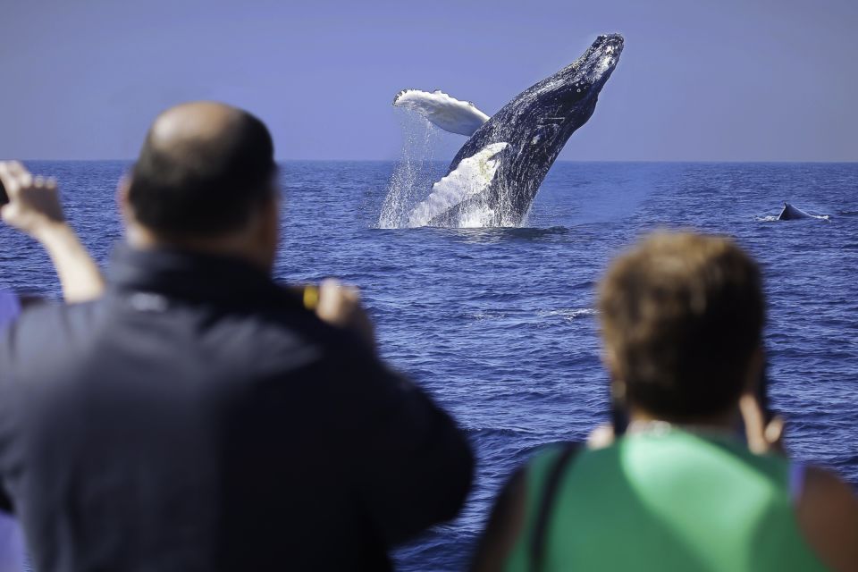 Cabo San Lucas: Whale Watching Breakfast Cruise - Delectable Breakfast Buffet