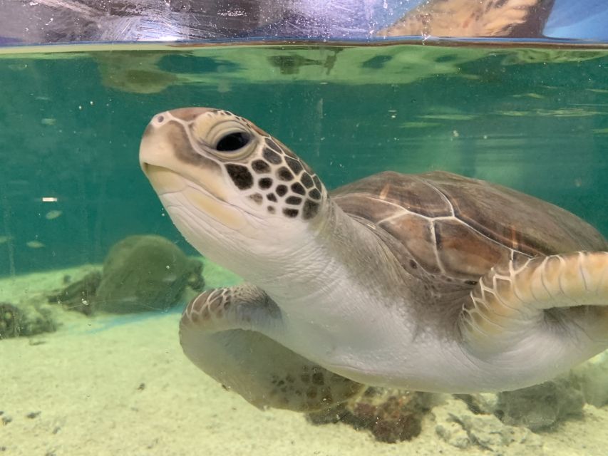 Cairns: Aquarium Entry Ticket and Turtle Rehabilitation Tour - Visitor Review