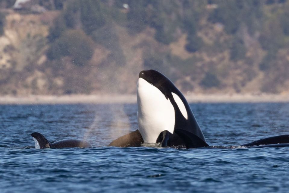 Campbell River: 4-Hour Ocean Rapids Ride - Navigating the Tidal Currents