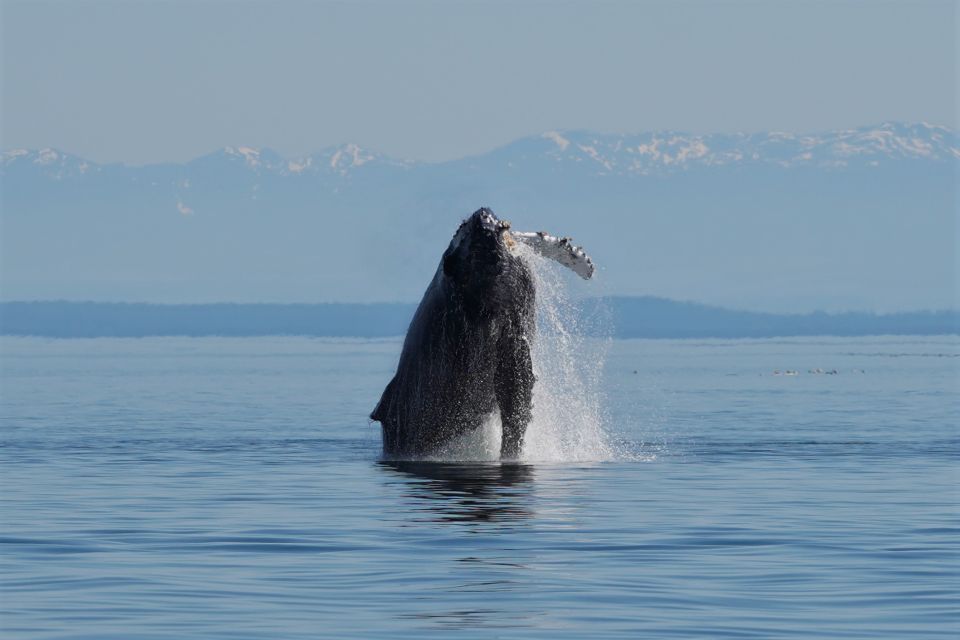 Campbell River: Salish Sea Whale Watching Adventure - Highlight Reel of Marine Mammals