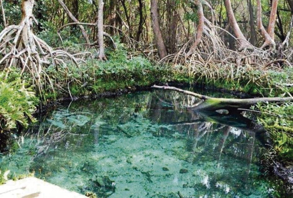 Campeche: Mangrove Tour - Unique Mangrove Ecosystem