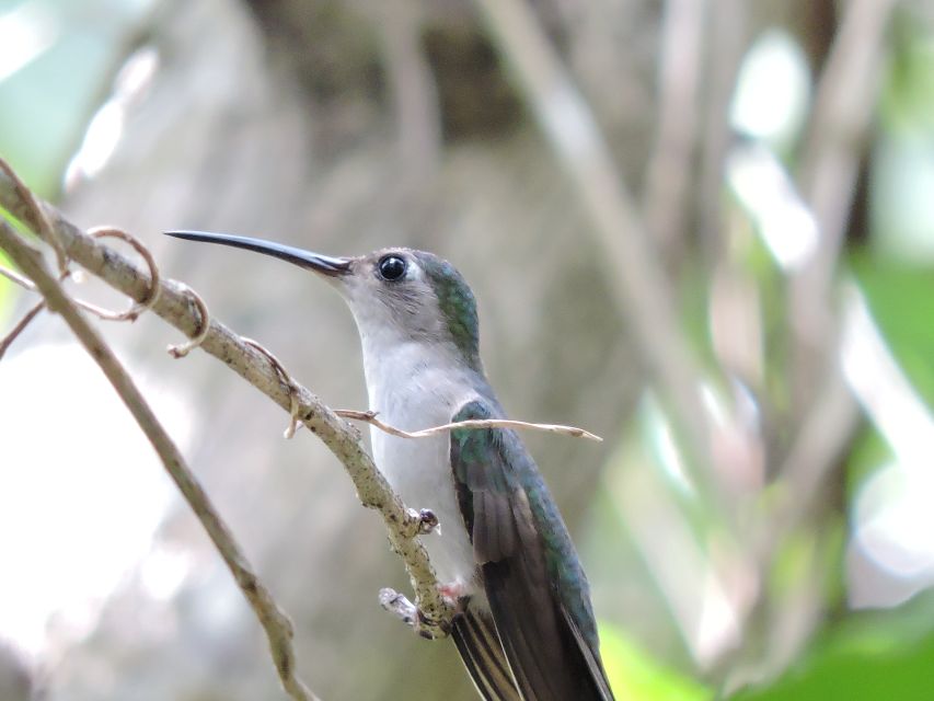 Cancún: Guided Birdwatching Hike - Highlights