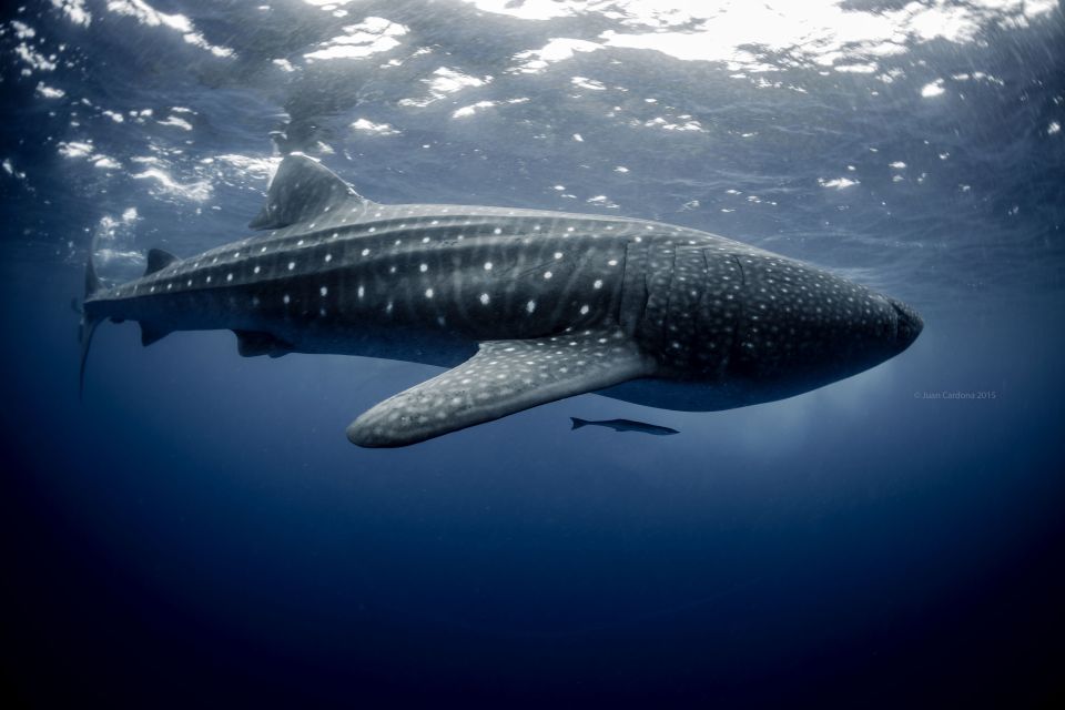 Cancun or Riviera Maya: Whale Shark Tour & Playa Norte Beach - Additional Marine Life