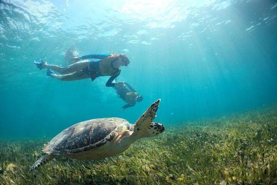 Cancun: Swim With Turtles, Reef, Underwater Museum Tour - Snorkeling Locations