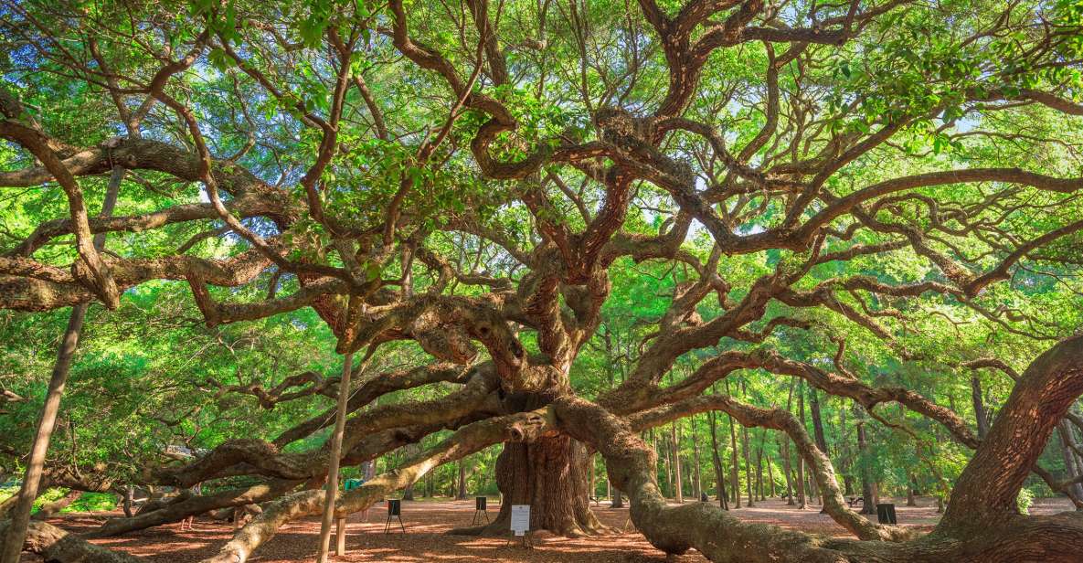 Charleston: Wadmalaw Island Wine Tasting and Tea Garden Trip - Exploring Angel Oak Tree