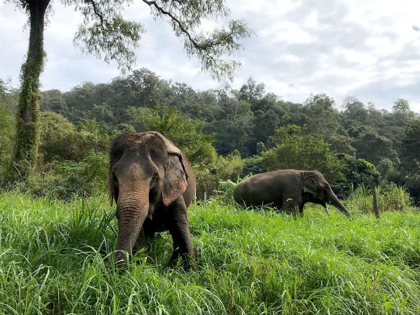 Chiang Mai: Doi Suthep Temple & Elephant Sanctuary Day Trip - Highlights of the Day