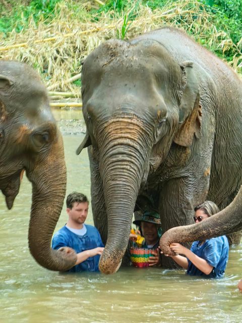 Chiang Mai : Elephant Care & Long Necked Village - Interacting With Elephants in Natural Habitat