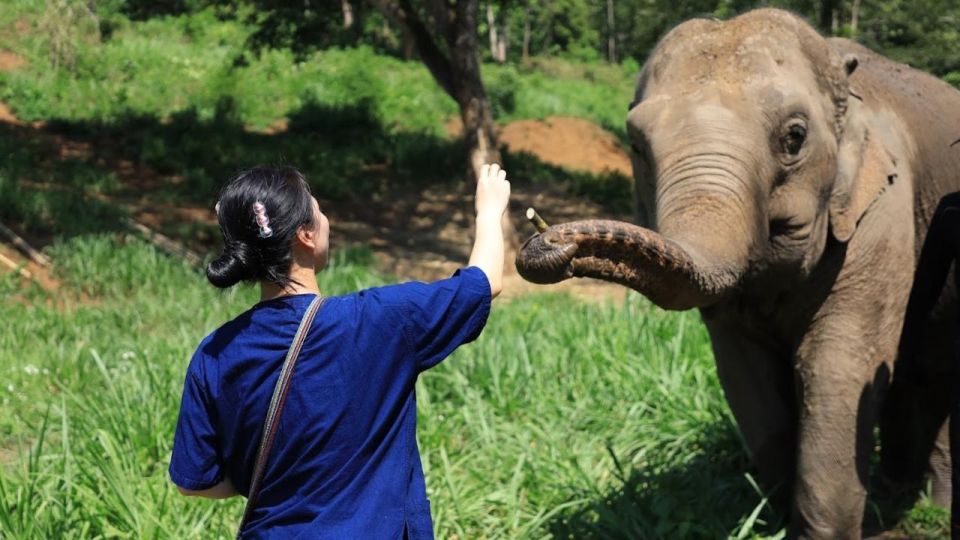 Chiang Mai: Elephant Sanctuary With Lunch Day Tours - Ethical Elephant Interaction Highlights