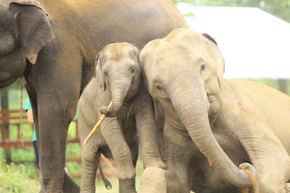 Chiang Mai: Exclusive Elephant Nursery Full-Day Program - Feeding and Communicating With Baby Elephants