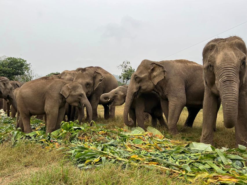 Chiang Mai: New Elephant Home Elephant Care Program - Engaging With Elephants