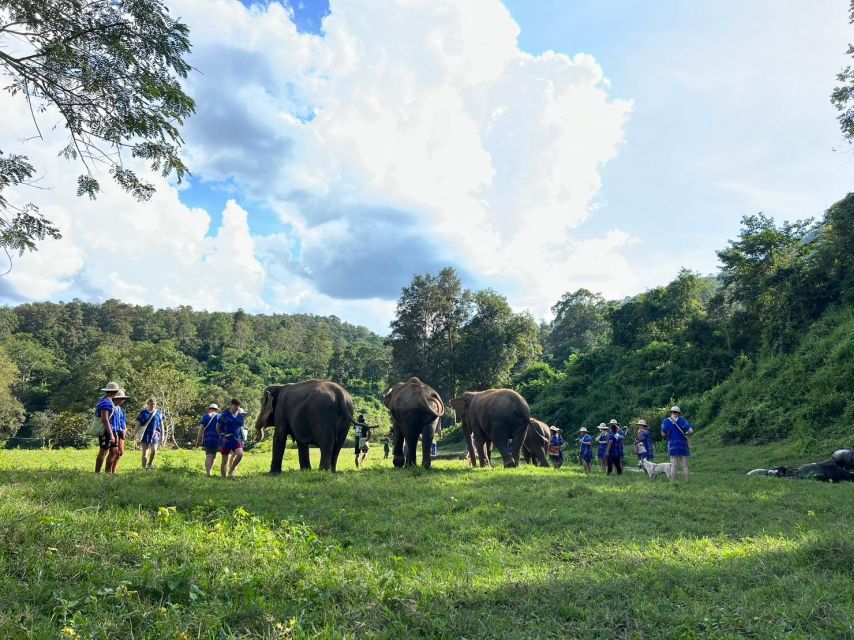 Chiang Mai: New Elephant Home Walking With Giants Tour - Immersive Elephant Experience