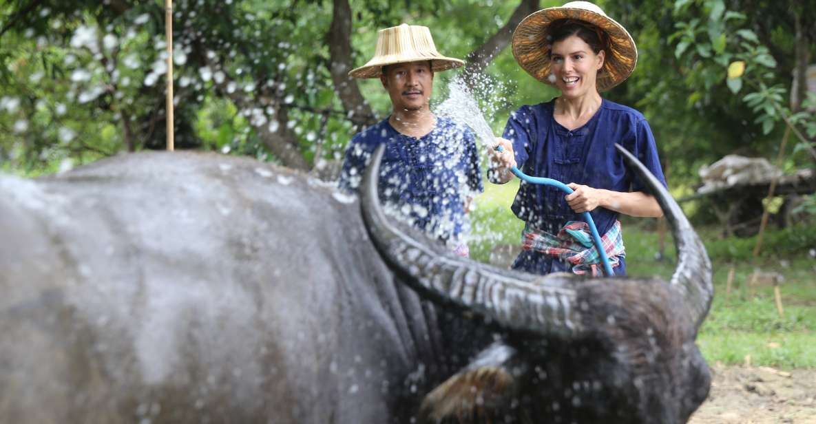 Chiang Mai: Thai Buffalo and Rice Planting Experience - Interacting With Thai Buffalo