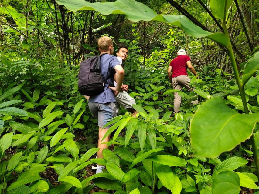 Chiang Rai: Jungle Adventure-Group Trekking & Bamboo Cooking - Jungle Trekking Highlights