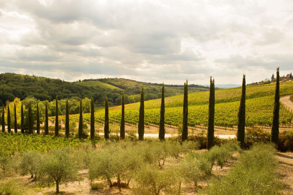 Chianti Classico and Super Tuscan Wine Tour - Experience Highlights