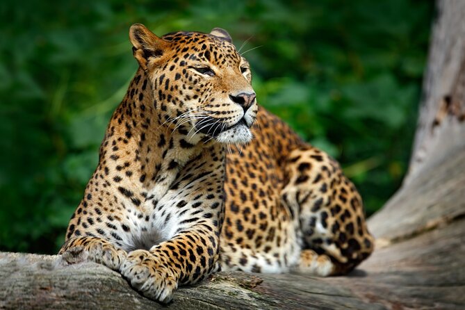 Classical Sri Lanka (7 Day Guided Round Tour) - Inclusions
