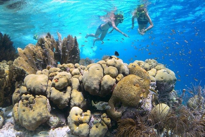 Clearbottom Mangrove Kayak & Snorkel Tour - Mangrove Ecosystem Exploration