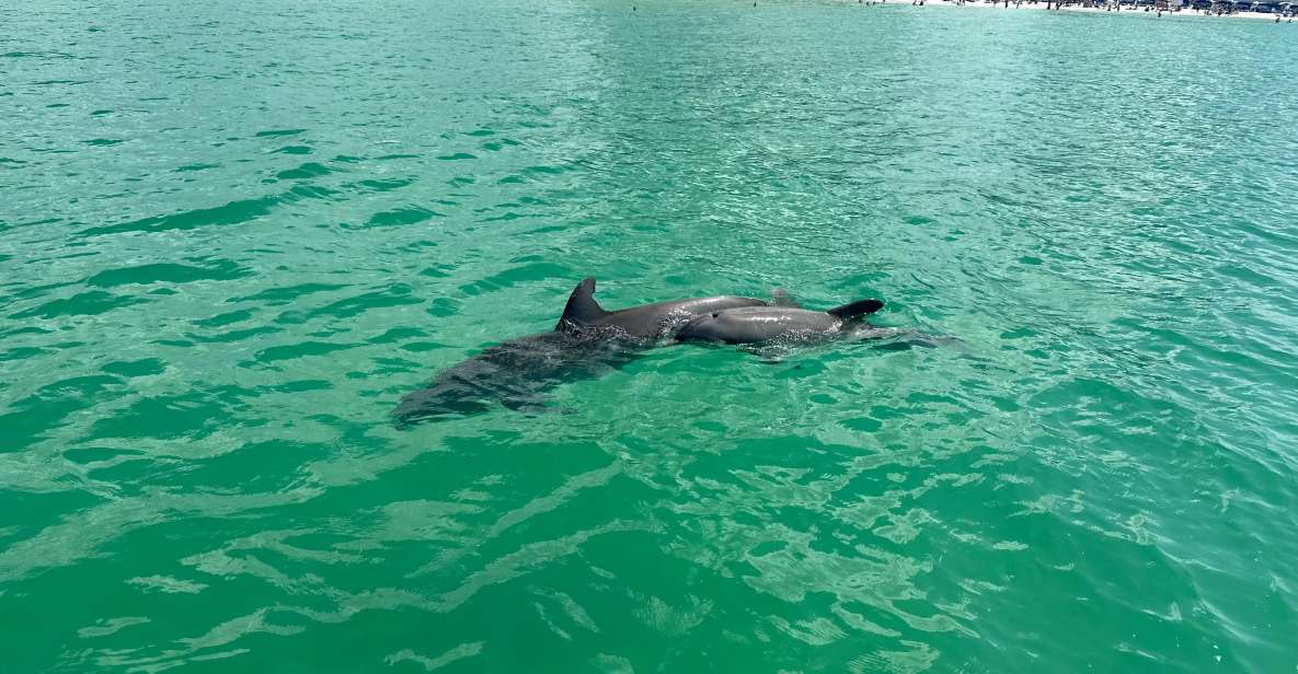 Clearwater Beach: Dolphin and Island Sandbar Boat Tour - Highlights of the Cruise