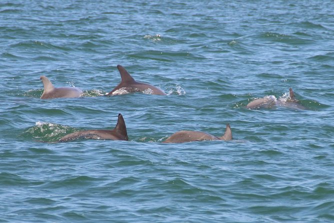 Clearwater Encounters With Dolphins Tour - Meeting and End Point