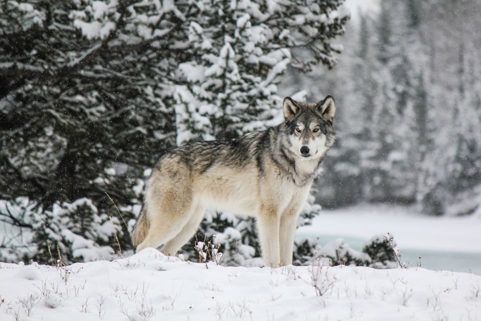 Cochrane: Yamnuska Wolfdog Sanctuary Tour - Tour Pricing and Inclusions