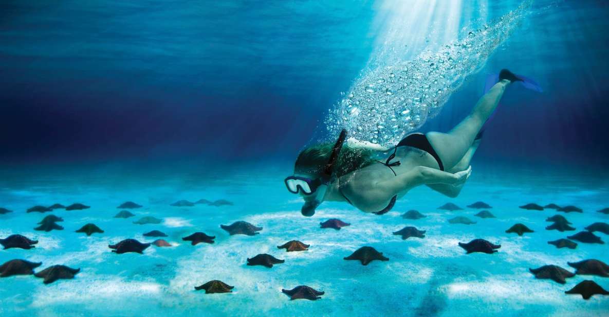 Cozumel: El Cielo & Palancar Snorkel With Open Bar & Ceviche - Underwater Life at Palancar Reef