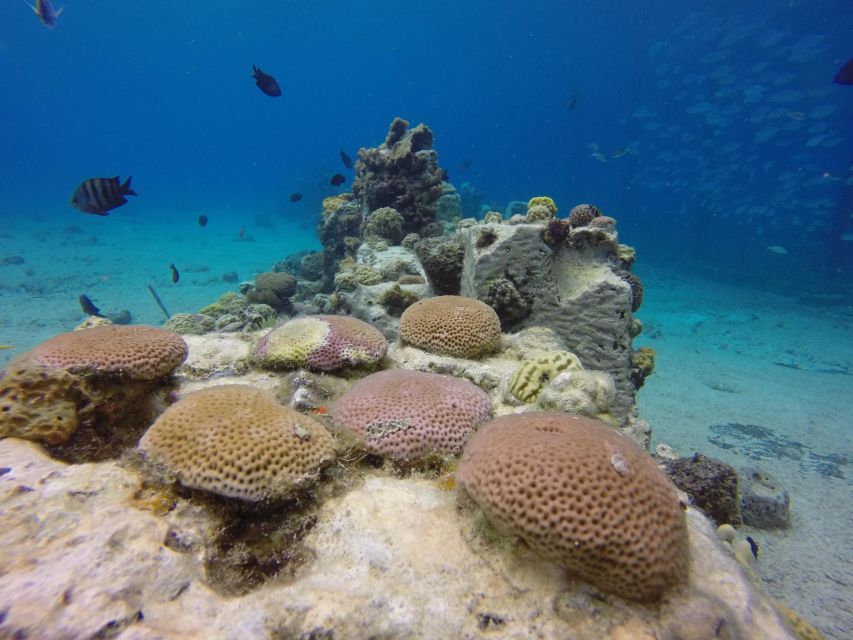 Cozumel: Snorkel and Swim With Stingrays - Snorkel and Swim