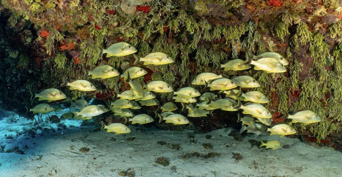 Cozumel: Snorkeling Boat Tour With Lunch - Snorkeling Along the Reef