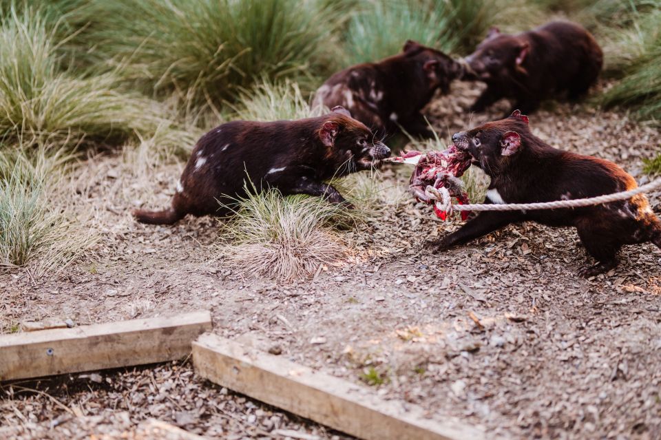 Cradle Mountain: After Dark Tasmanian Devil Feeding Tour - Booking & Cancellation