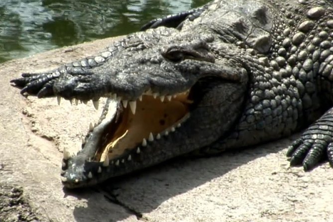 Crocodile Park Zoo Admission Ticket in Agüimes - Visitor Interaction Experiences