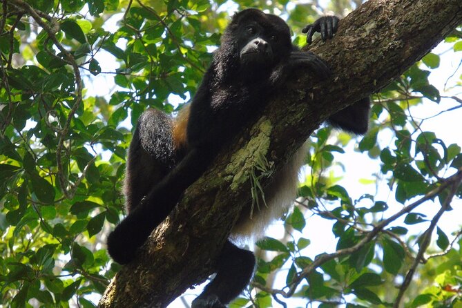 Cruiseline Excursion Colon: Rainforest, San Lorenzo Fort and Canal Expansion - Itinerary and Key Locations