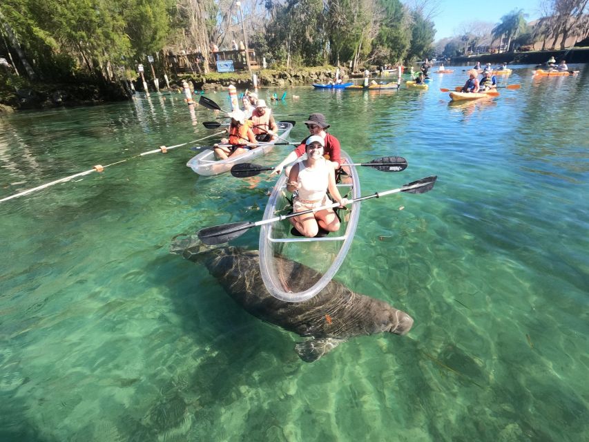 Crystal River: Springs and Manatees Clear Kayak Tour - Highlights of the Tour