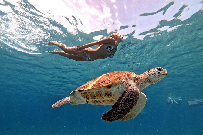 Curacao: Swimming With Sea Turtles and Grote Knip Beach Tour - Inclusions and Amenities