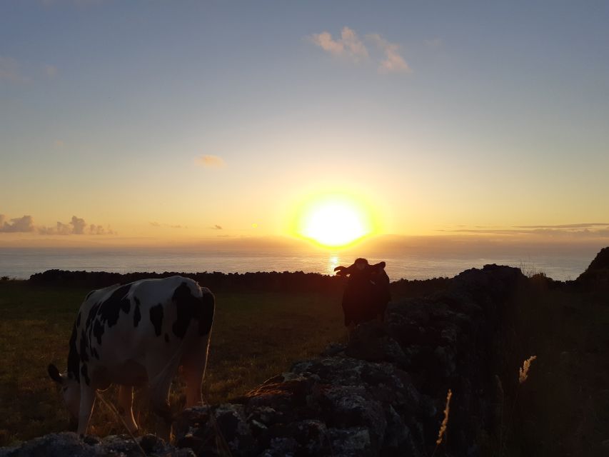 Dairy Farm Visit and Cow Milking Experience in Azores - Booking Information