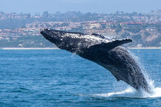 Dana Point Dolphin and Whale Watching Eco-Safari - Meeting and Pickup