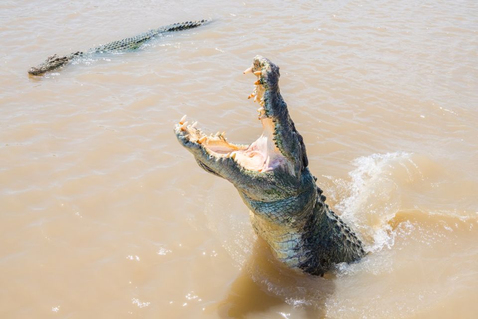 Darwin: Spectacular Jumping Crocodile Adelaide River Cruise - Inclusions and Exclusions