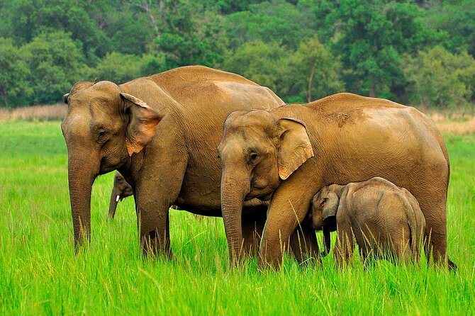 Day Tour to Minneriya National Park,Sigiriya & Dambulla From Kandy - Inclusions