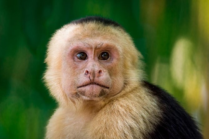 Deluxe Private Manuel Antonio Park Tour - Accessibility Features
