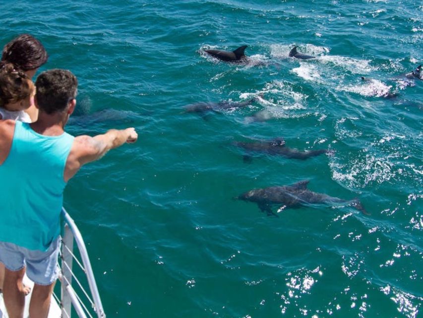 Destin: Dolphin Watch Cruise - Dolphin Sightings