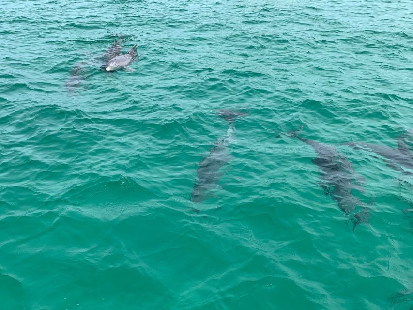 Destin: Snorkeling and Dolphin Watching Cruise - Snorkeling Highlights