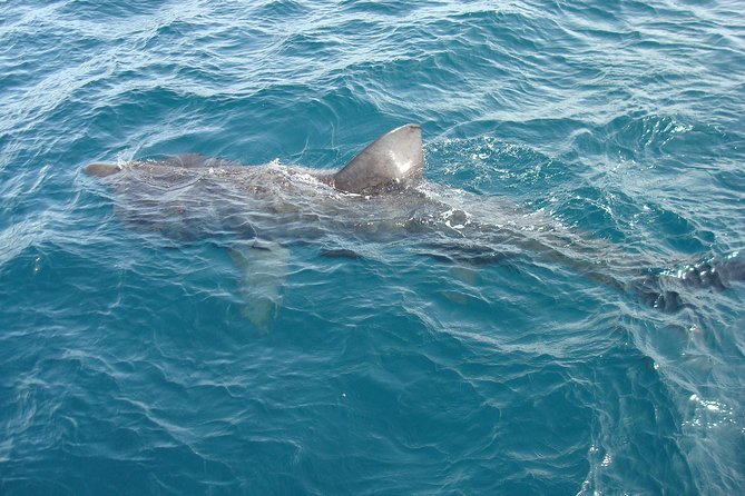 Dingle Boat Tours Wildlife RIB Adventure - Traveler Requirements and Restrictions