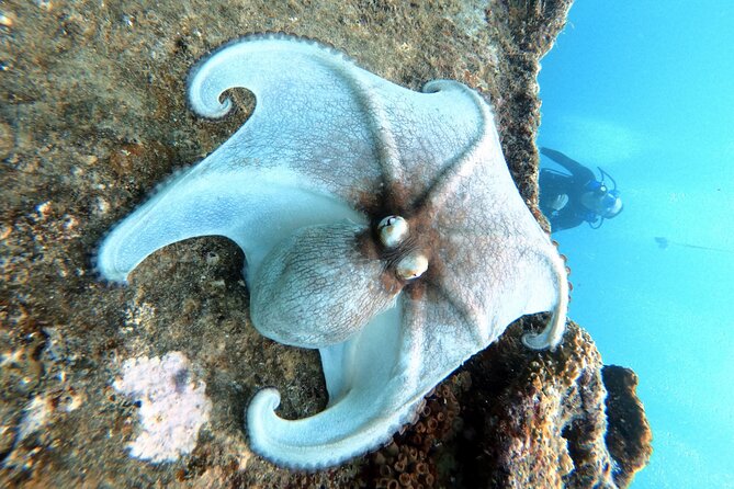 Discover Scubadiving on Aruba'S Reef - Meeting and Pickup Information