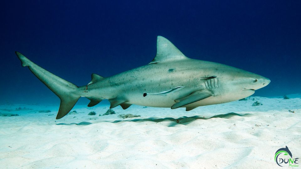 Diving Trip With Bull Sharks in Playa Del Carmen - Preparing for the Dive Adventure