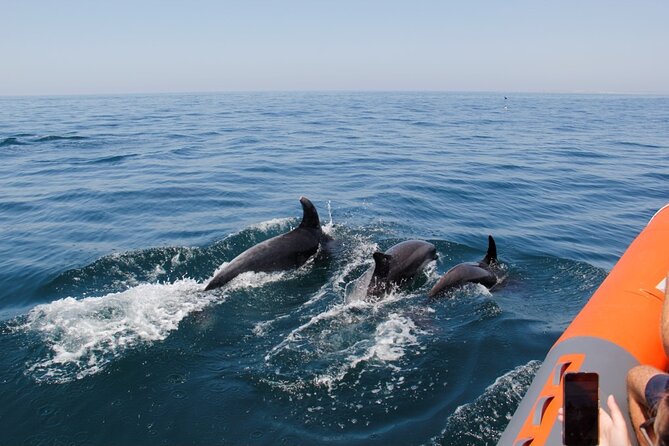 Dolphin and Whale Watching in Lagos - Natural Habitats Exploration