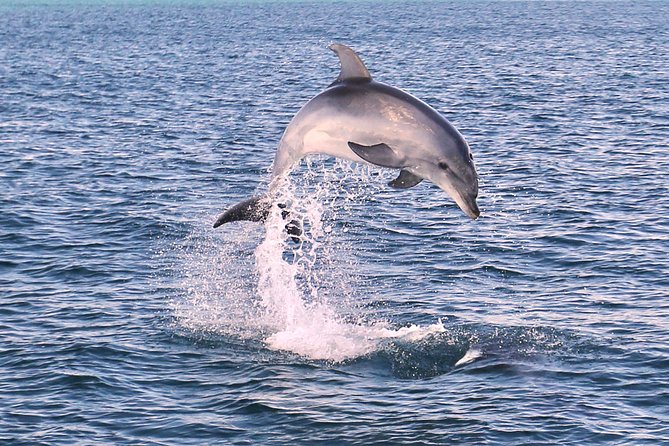 Dolphin Search - Dolphin Quest - Guides Trained in Wildlife Observation