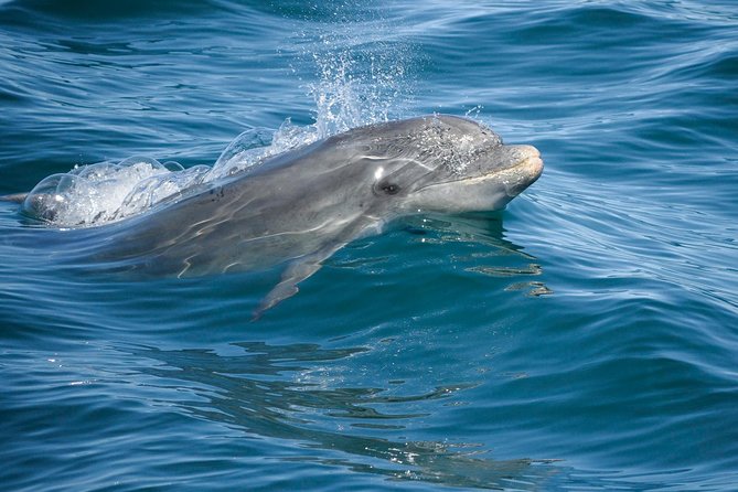 Dolphin Watching and Cave Boat Cruise From Albufeira - Inclusions and Logistics