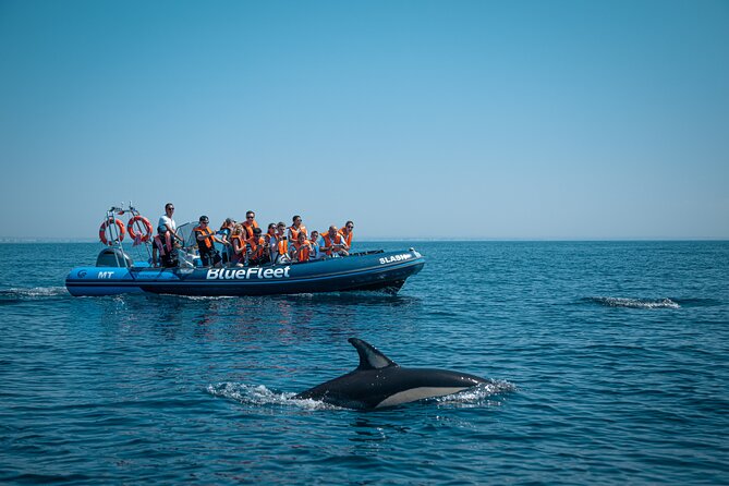 Dolphin Watching From Lagos - Meeting Point and Pickup