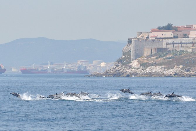 Dolphin Watching in Gibraltar & Fast Track Priority Cable Car - Highlights of the Dolphin Watching Experience