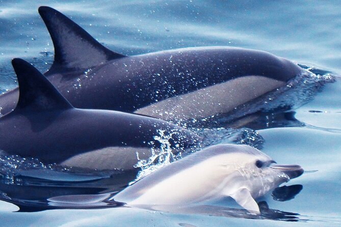 Dolphin-Watching in Marina De Lagos - Boat and Safety Equipment