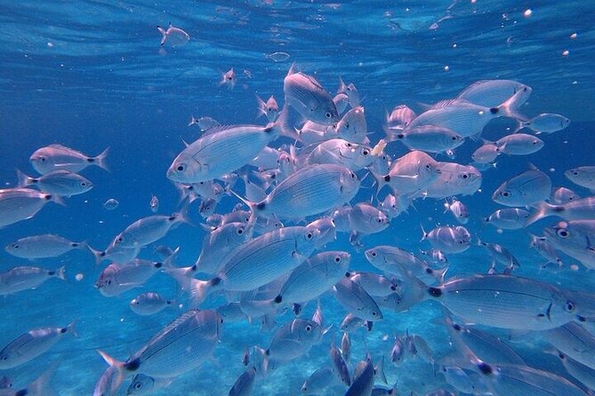 Dolphin Watching Tour With Snorkeling From Olbia - Meeting and Pickup